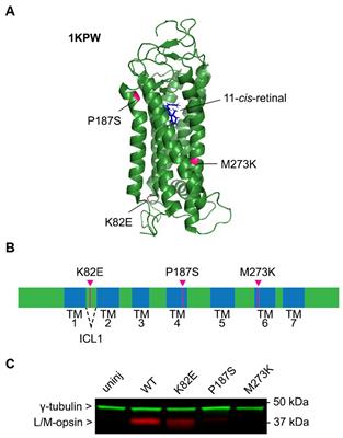Expression of red/green-cone opsin mutants K82E, P187S, M273K result in unique pathobiological perturbations to cone structure and function
